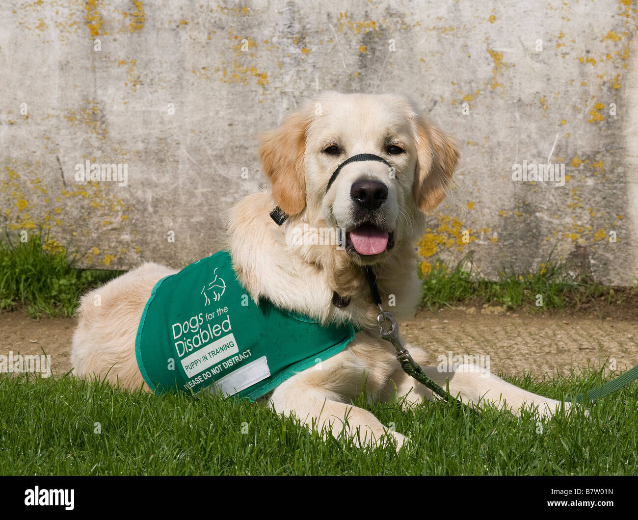 Buster, Yorkbeach Sandstrahler, ein Welpe im Training mit Hunden für Behinderte, liegt auf dem Boden Kidlington Football Club Stockfoto