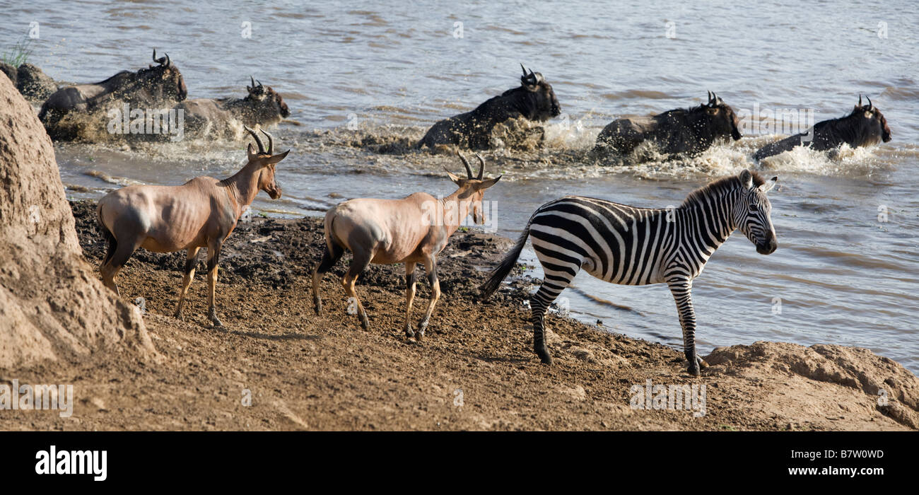 Kenia, Masai Mara, Narok Bezirk. Beobachtet von Topi Antilope und eines gemeinsamen Zebras, Schwimmen Gnus über den Mara River Stockfoto