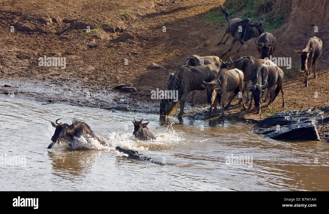 Kenia, Masai Mara, Narok Bezirk. Gnus fliehen aus einem Krokodil während der Bewässerung am Mara Fluss während ihrer migration Stockfoto