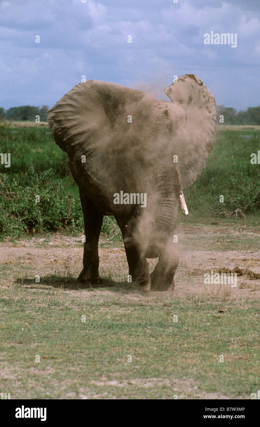 Staubige Elefant Stockfoto