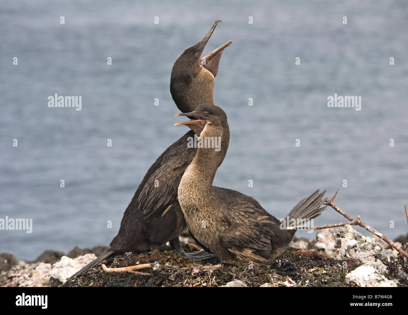 Ein paar flugunfähige Kormorane nisten in der Nähe von Isabela Island, Galapagos Stockfoto