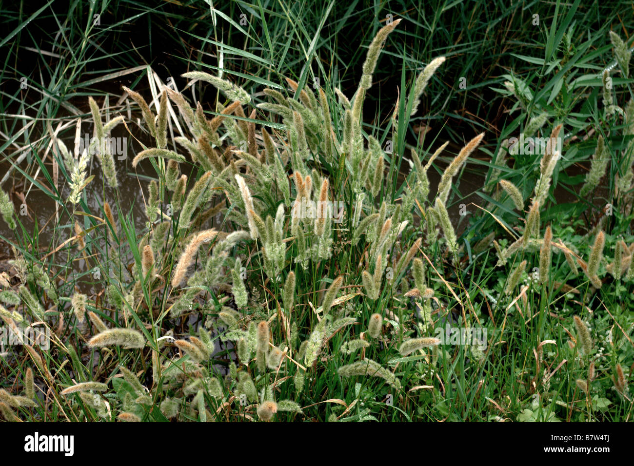 Rasen wächst im Llobregat-Delta in der Nähe von Barcelona, Katalonien, Spanien. Stockfoto