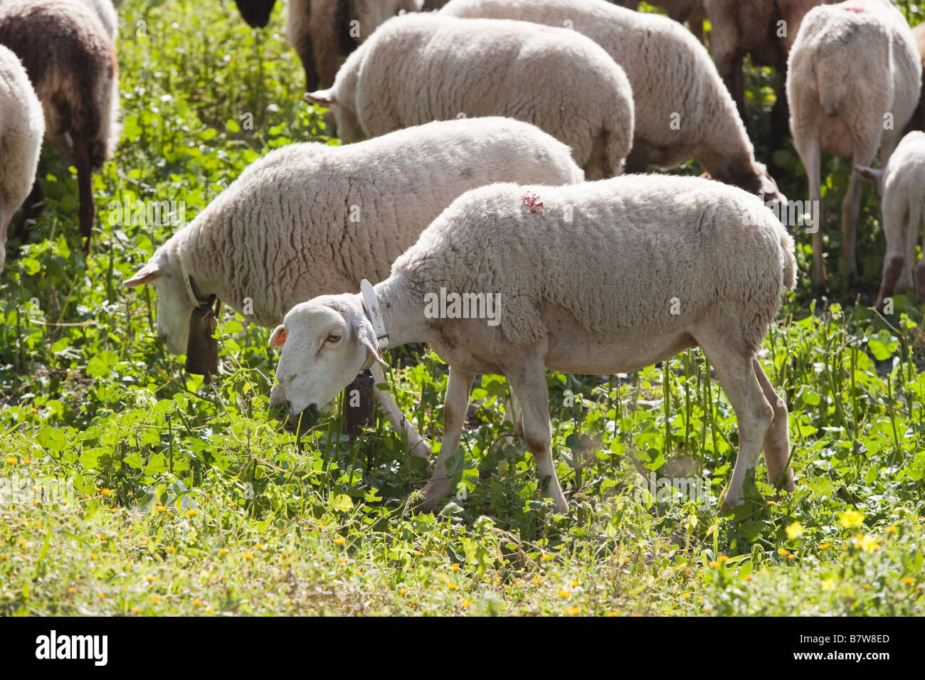 Spanisch-Schafe in der Provinz Málaga-Spanien Stockfoto