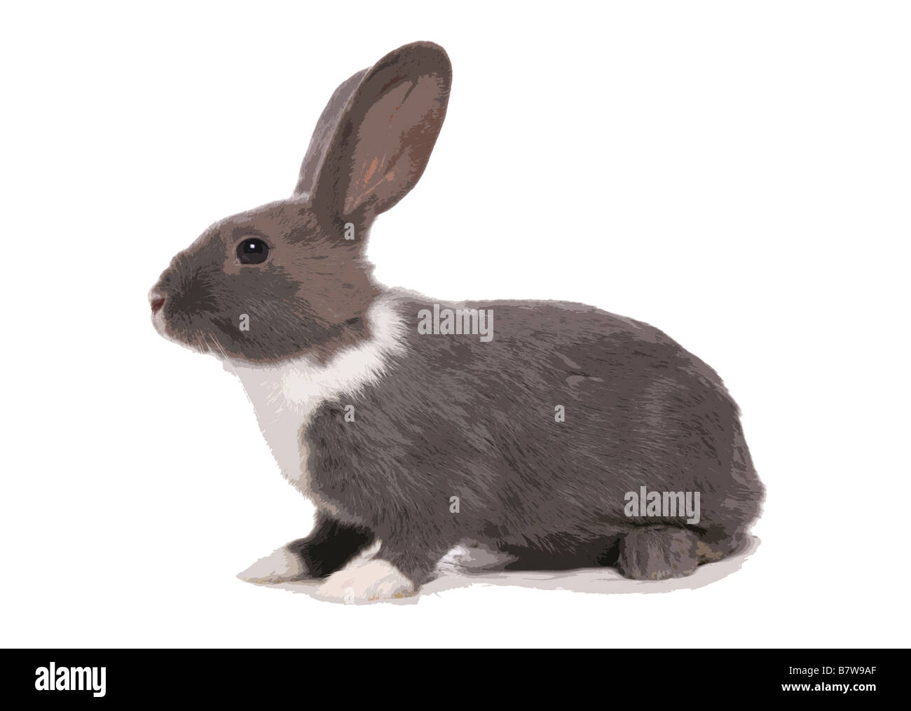 Silber blaue Kaninchen Popart Porträt illustration Stockfoto