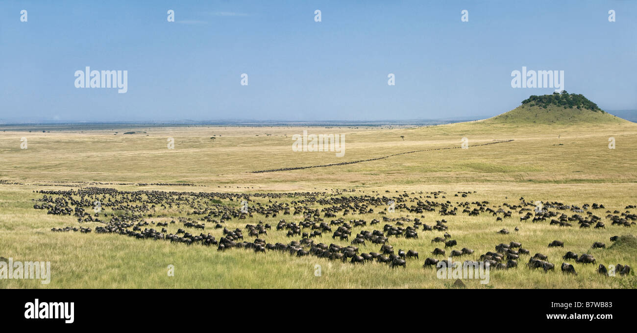Kenia, Masai Mara, Narok District. Lange Zahlenkolonnen Gnus Zickzack durch Grasebenen während der Wanderung der Gnus Stockfoto