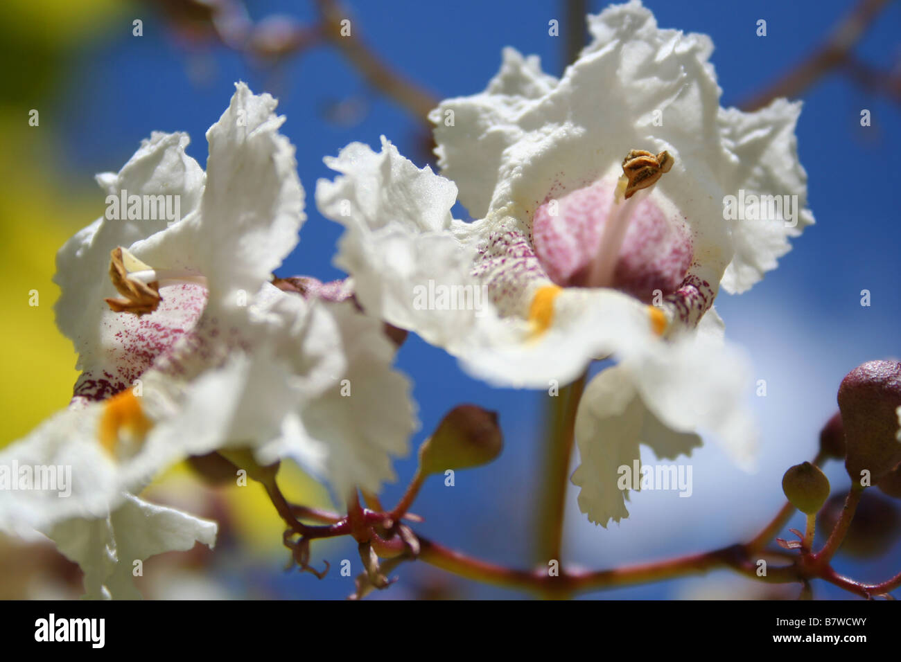 Nahaufnahme der Blumen von Catalpa bignonioides (indischer Bohnenbaum, Südkatalpa, Catawba) Stockfoto