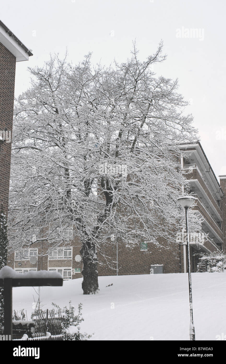 schneebedeckte Eiche auf Islington North London Estate bei schwersten London Schneefall in Jahren. Stockfoto