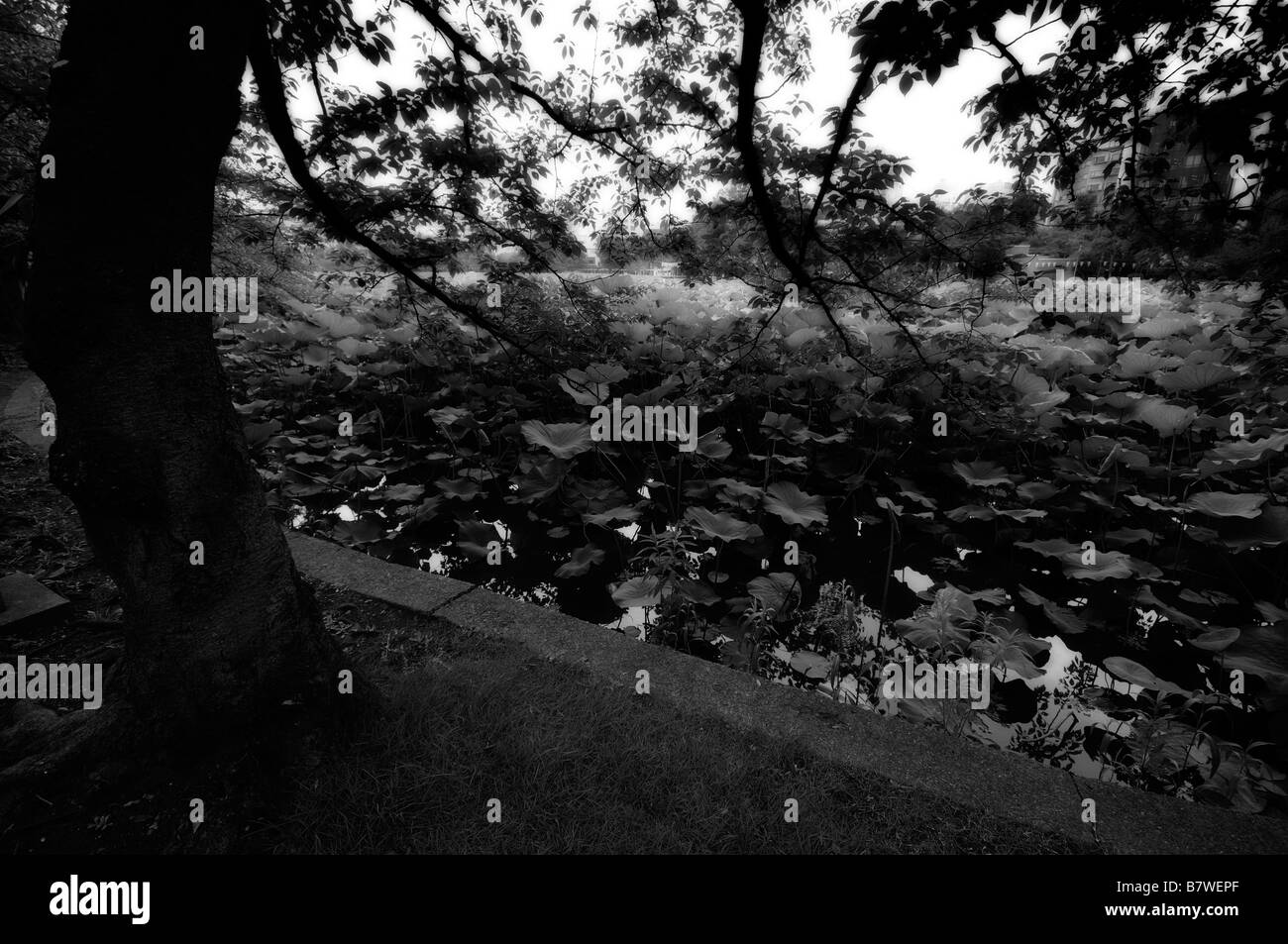 Shinobazu See aka Lotusteich, Heilige Lotus voller Pflanzen (Nelumbo Nucifera). Ueno-Park. Tokyo. Japan Stockfoto