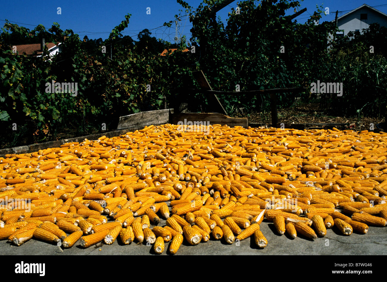 Geerntete Ähren sind links trocknen in der Sonne in Aveiro, Zentral-Portugal Stockfoto