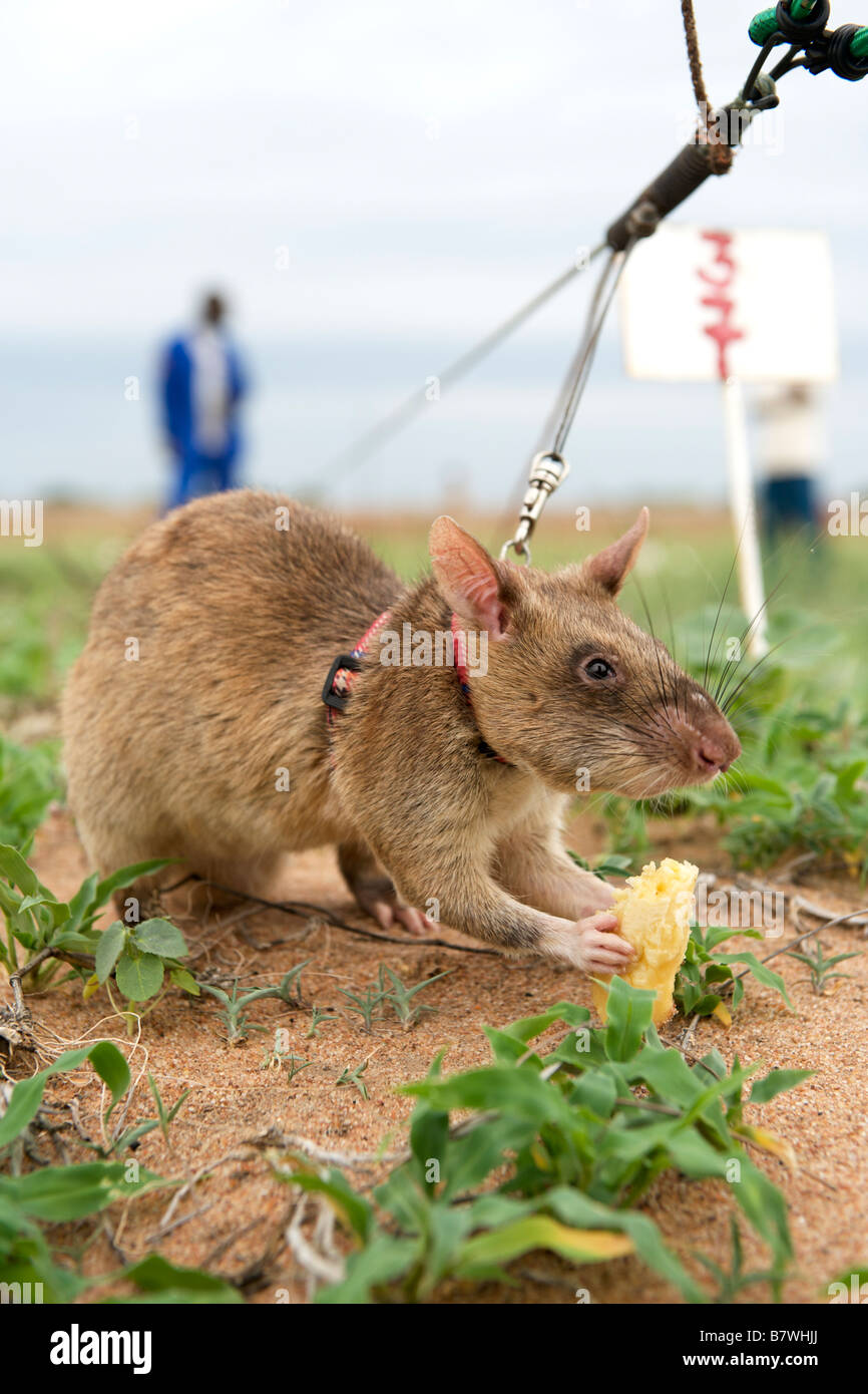 Riesige afrikanische Pouched Ratte mit Banane während des Trainings für den Einsatz in der Minenräumung Programme in Mosambik belohnt. Stockfoto