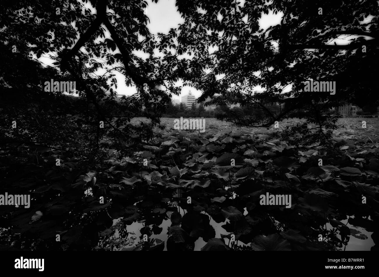 Shinobazu See aka Lotusteich, Heilige Lotus voller Pflanzen (Nelumbo Nucifera). Ueno-Park. Tokyo. Japan Stockfoto