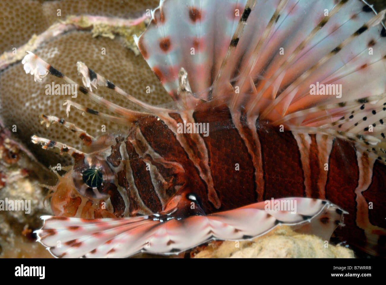 Roten Feuerfisch Rotfeuerfisch Türkei Fisch Pterois Volitans Mahe Seychellen Indischer Ozean Stockfoto