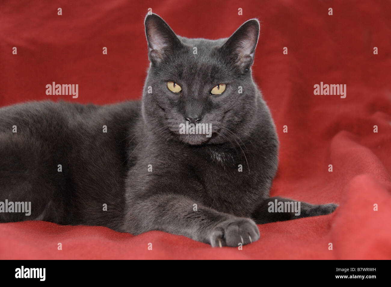 Liegender dunkel graue Katze auf roter Decke. Stockfoto