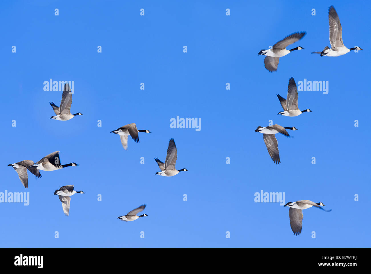 Kanadische Gänse vor einem strahlend blauen Himmel fliegen Stockfoto