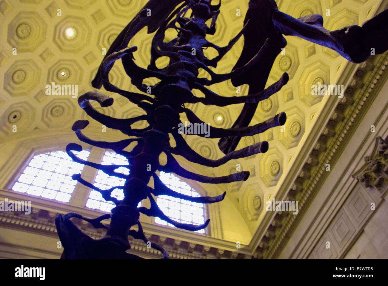 Dinosaurier-Skelett im MUSEUM Stockfoto