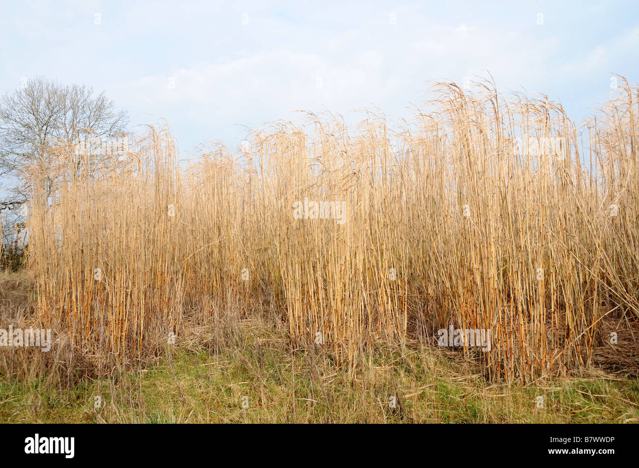 Miscanthus oder Elephant Grass Pembrokeshire Wales Stockfoto