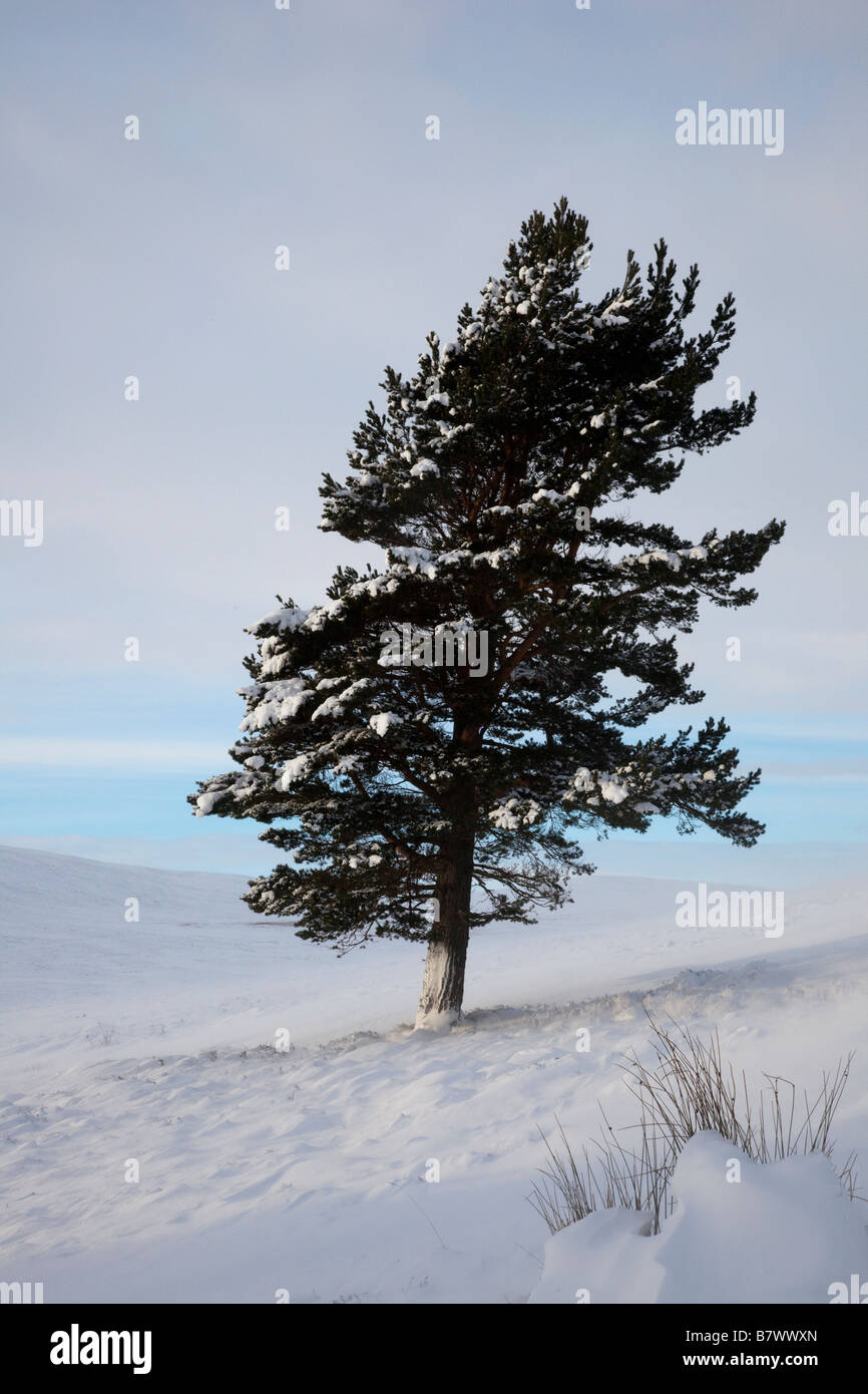 Kalte Winterlandschaft Schnee mit tiefen Drifts & isolierten Caledonian einsamen Pines Bäume auf Invercauld Estate Moorland, Aberdeenshire, Schottland, UK Stockfoto