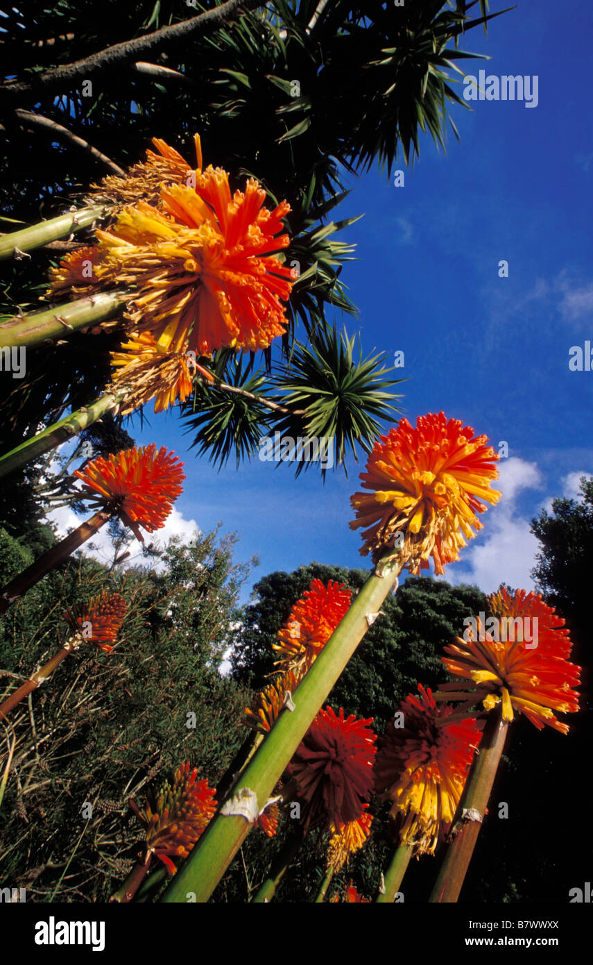 Red Hot Poker im Garten der Abtei von Augustus Smith 1834 tresco Scilly-inseln cornwall England uk gegründet. Stockfoto