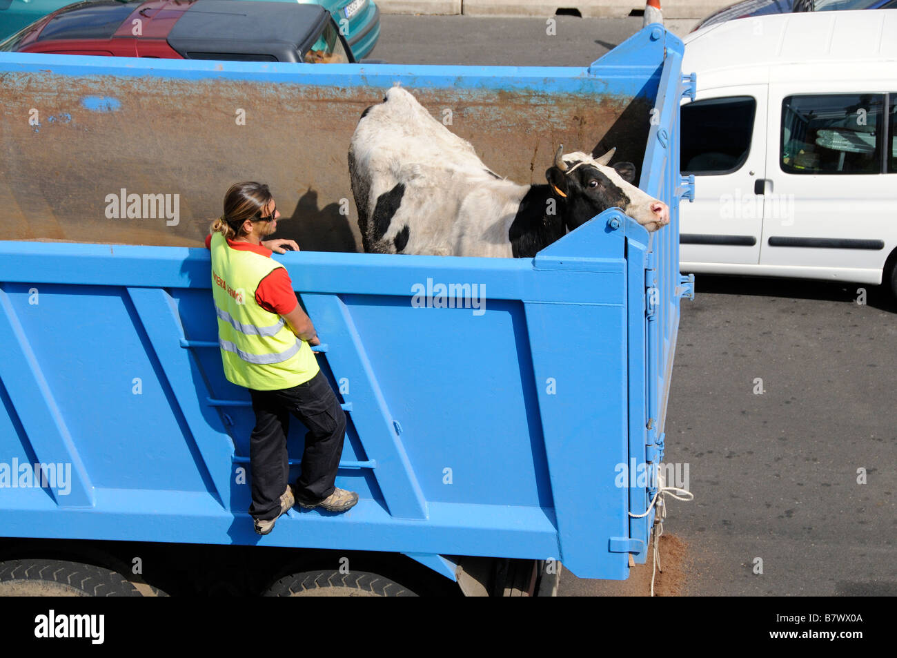 Kuh auf einem Lastwagen und inspizierten von Port Authority Beamten vor der Verladung auf ein Schiff in Los Cristianos in zehn Reisen Stockfoto