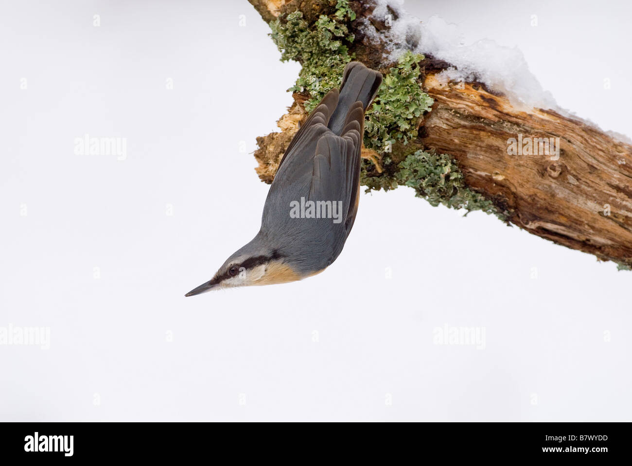 Kleiber Sitta Europaea im Schnee Stockfoto