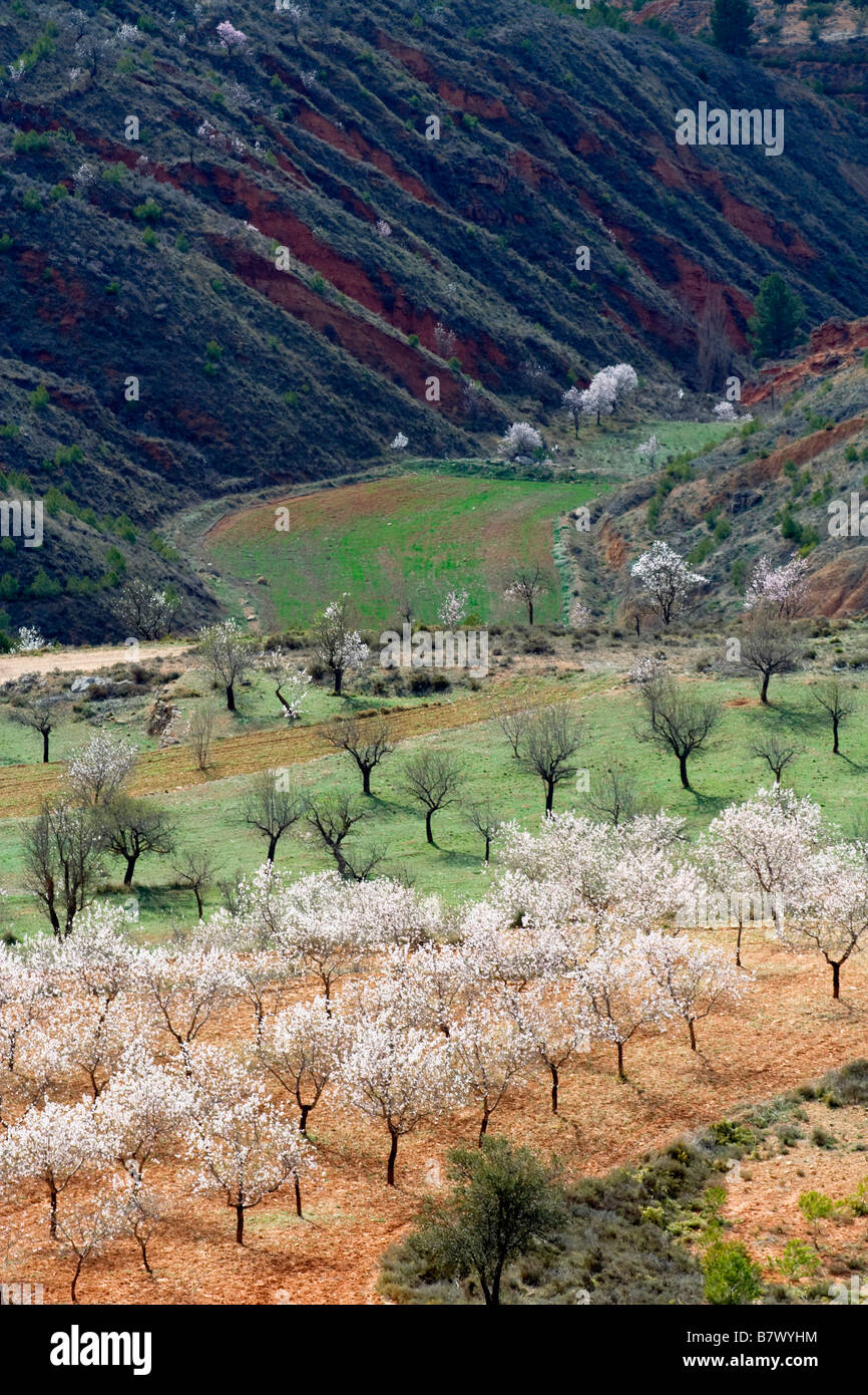 süße Mandel (Prunus Amygdalus var. Dulcis, Prunus Dulcis var. Dulcis), blühende Mandelbäume, Spanien, Valencia, Los Serranos Stockfoto