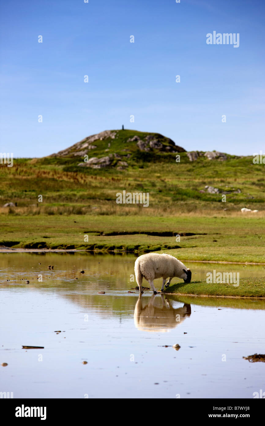 Schafe weiden, Colonsay, Schottland Stockfoto