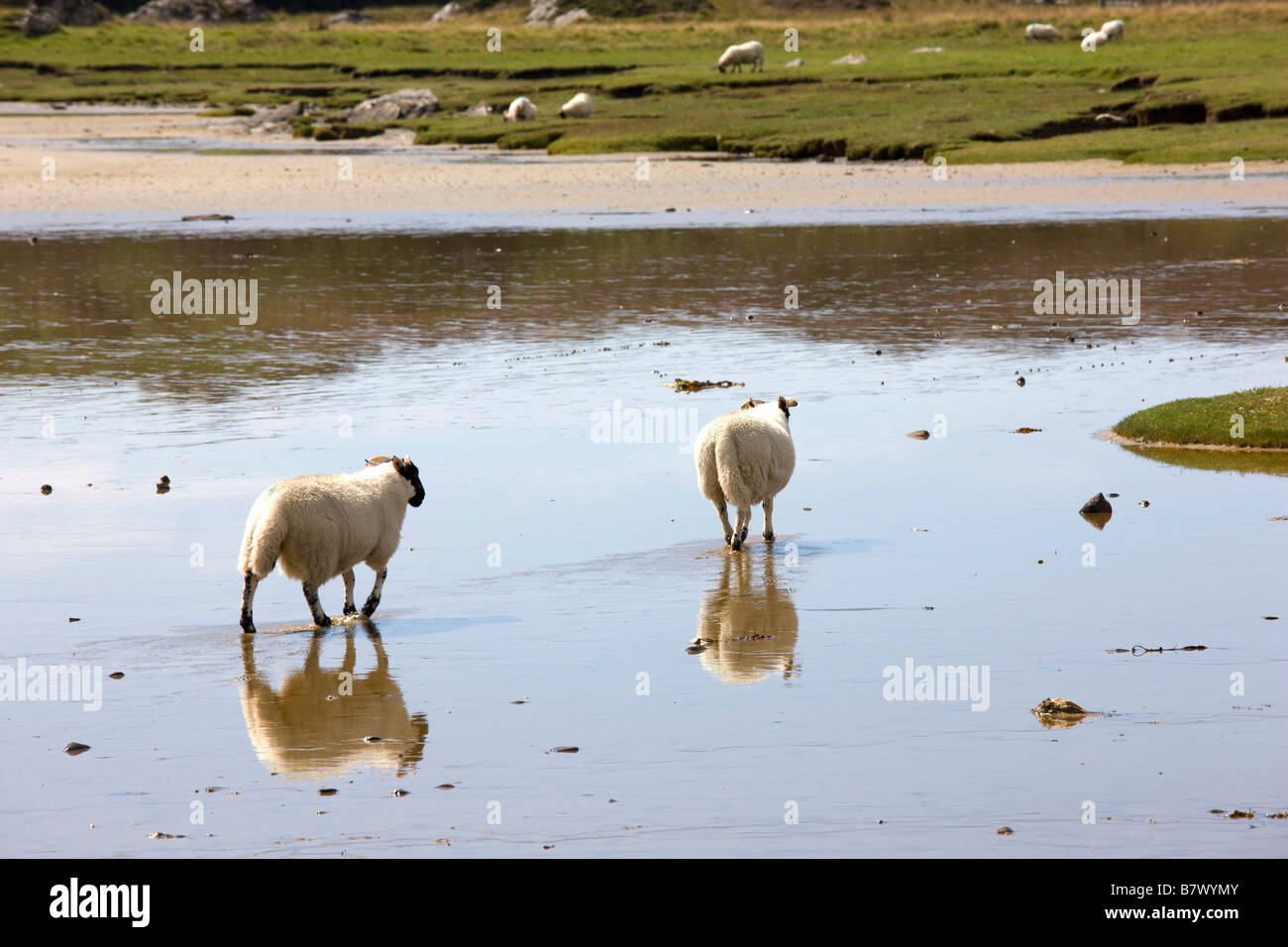 Schafe im Wasser, Colonsay, Schottland Stockfoto