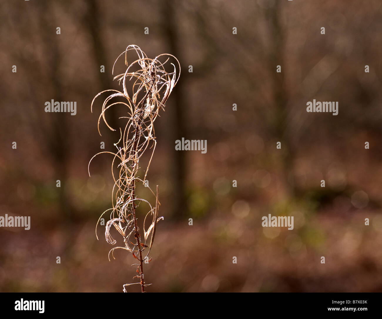 Rose Bay Weidenröschen im Herbst. Stockfoto
