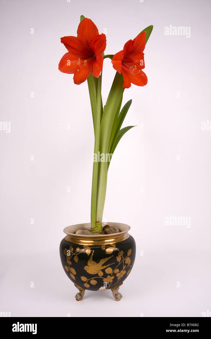Amaryllis Pflanze in einen Topf Stockfoto