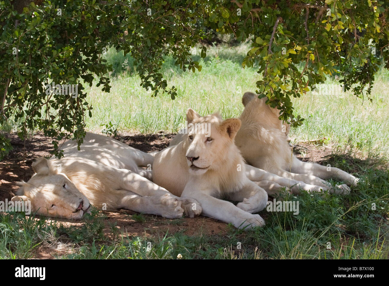 Weiße Löwen im Lion Park in Südafrika Stockfoto