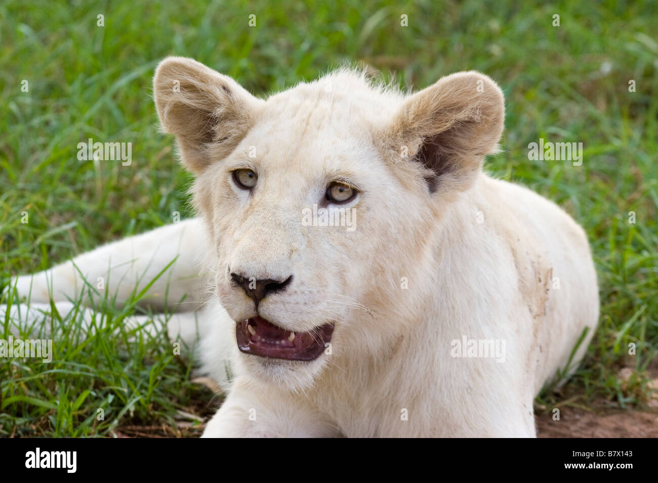 White Lion Cub bei Lion Park South Africa Stockfoto