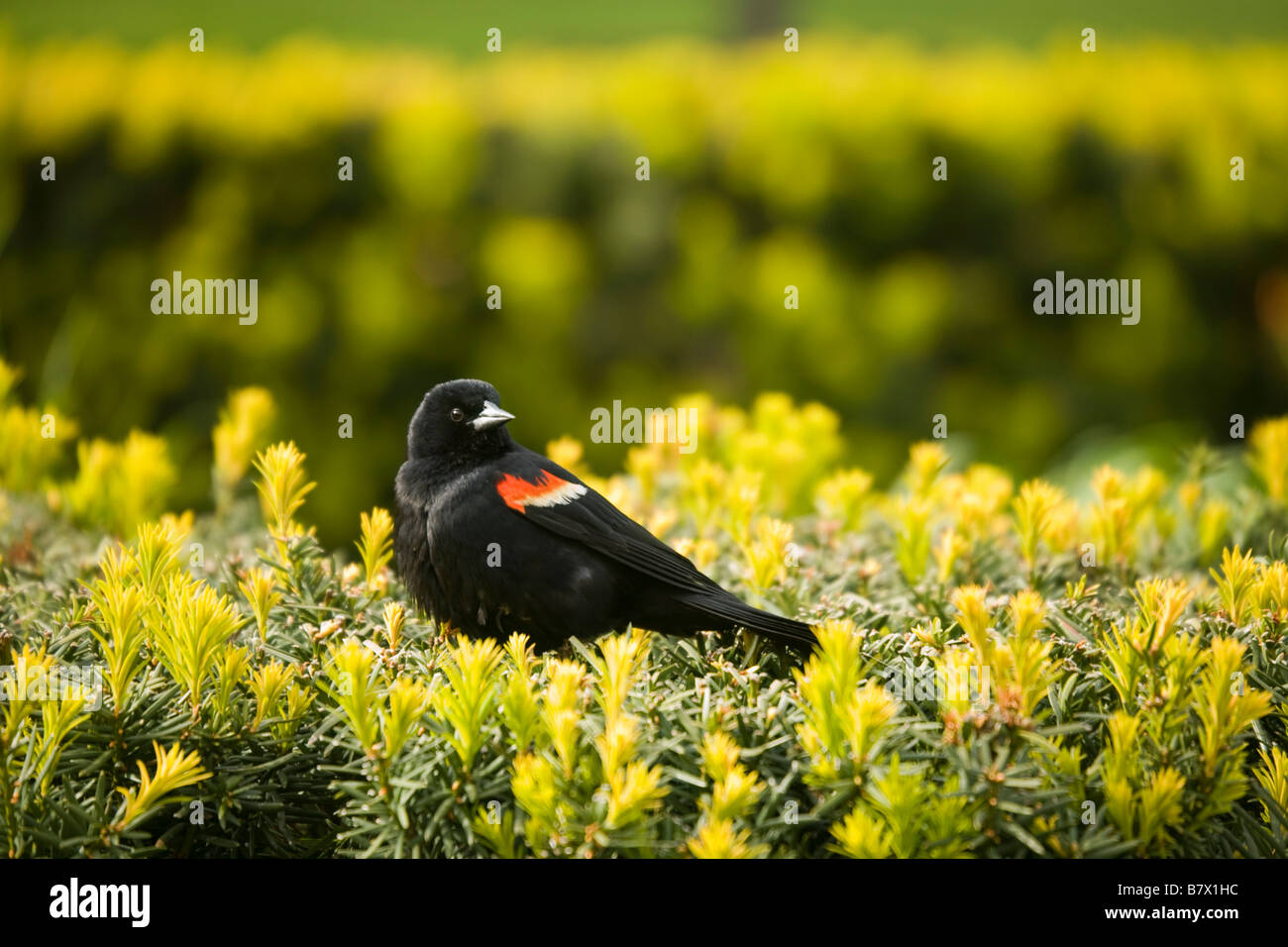 ILLINOIS-Chicago-Red winged Amsel Sit-on-Evergreen Lurie Garden im Millennium Park Stockfoto