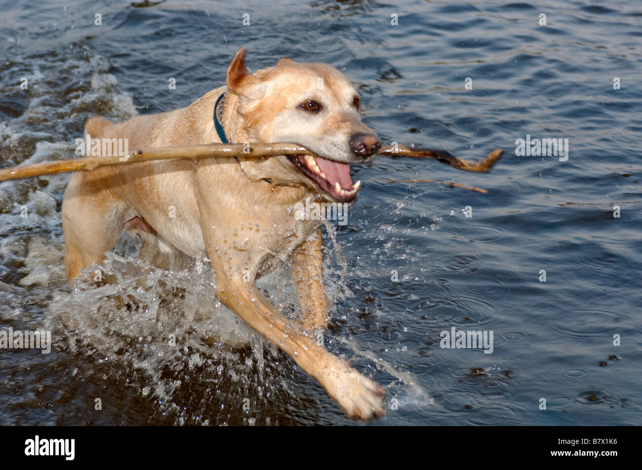 Ein Labrador Retriever Hund holen einen Stock aus dem Wasser nachlaufen. Stockfoto