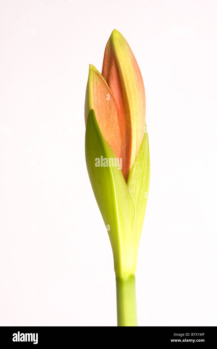 Amaryllis Pflanze Knospe zu öffnen und blühen Stockfoto