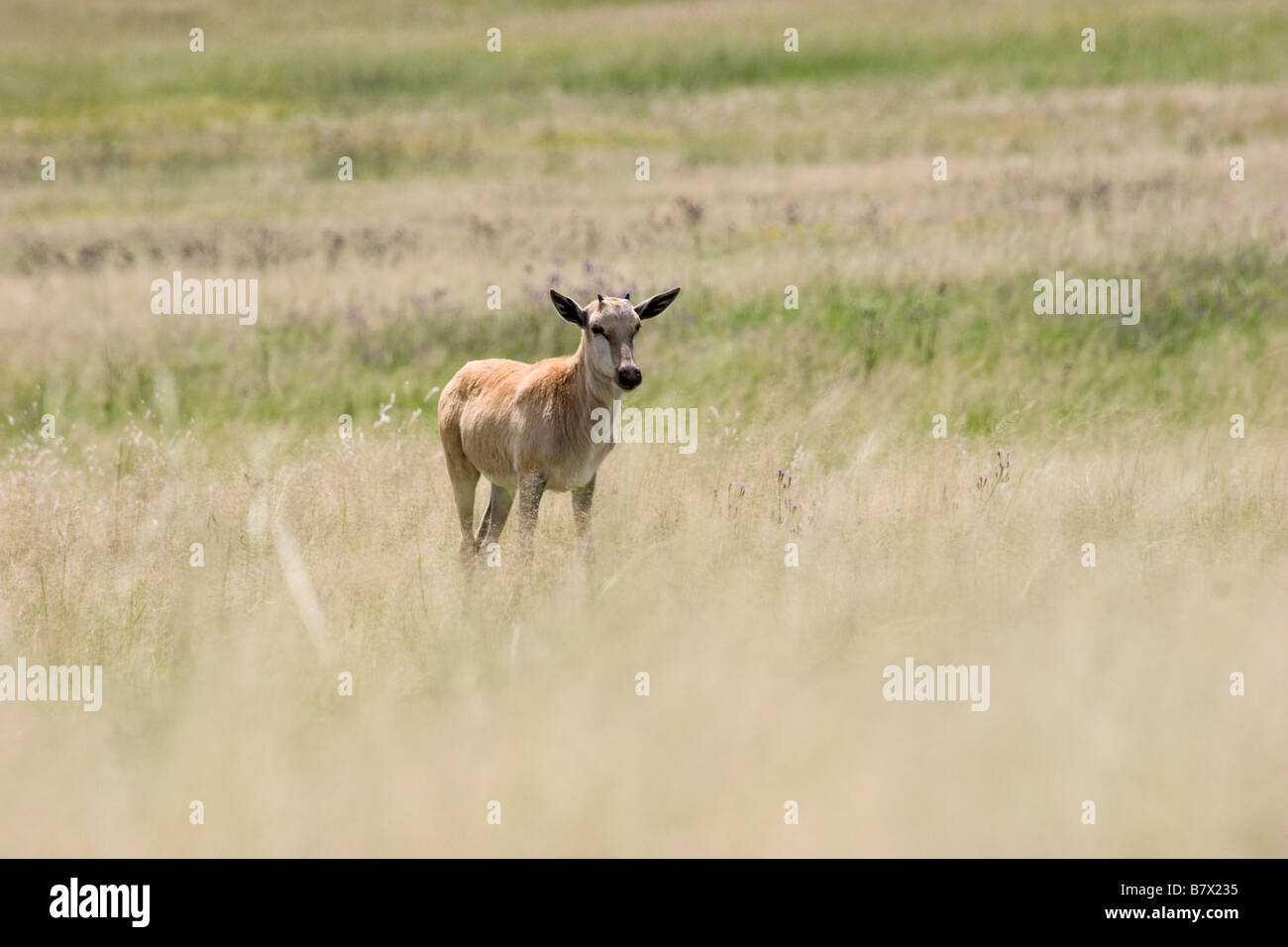 Baby Blessböcke Spiel Park South Africa Blesbuck Damaliscus Pygargus Phillipsi Antilope Stockfoto