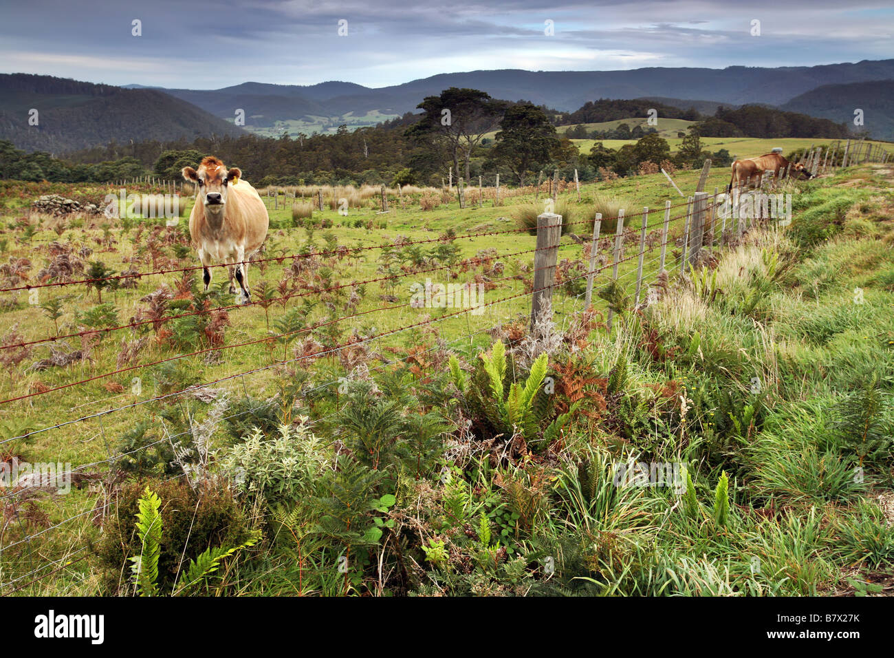 Kühe in einer Straße Seite Koppel in ländlichen Tasmanien Stockfoto