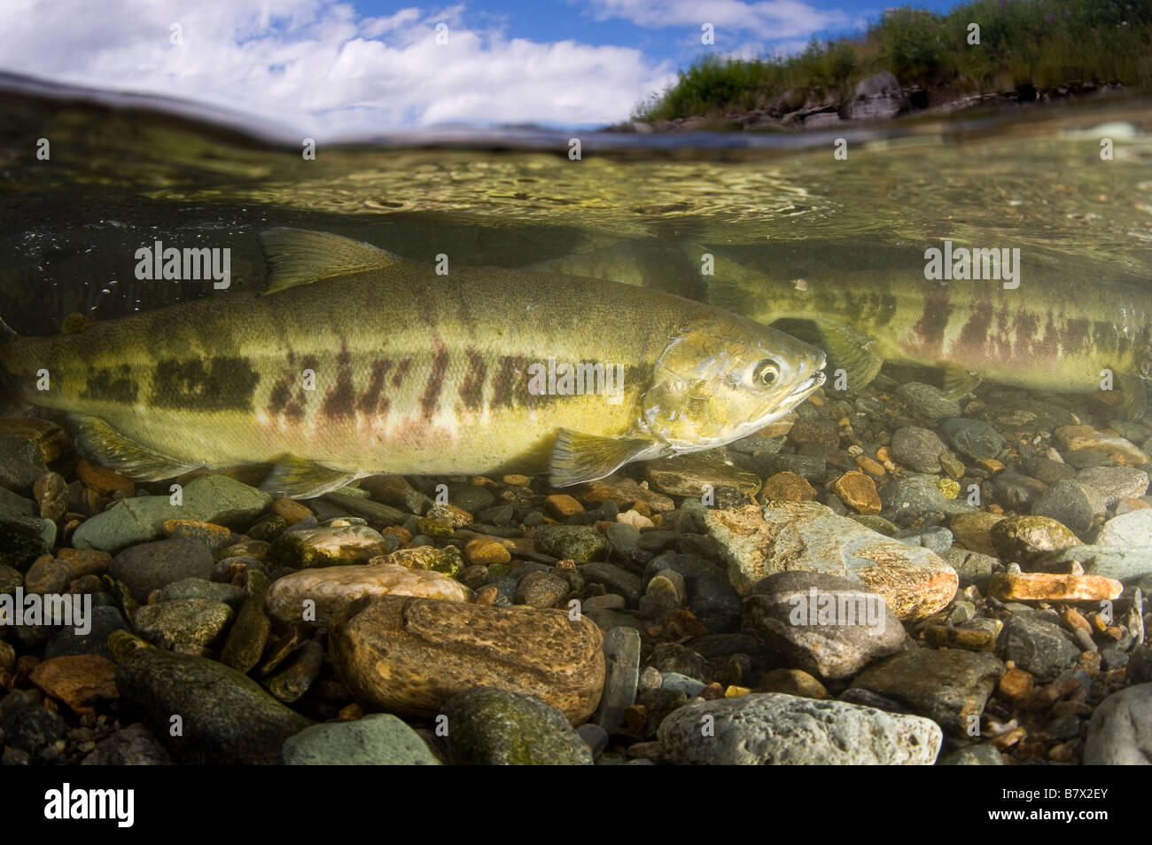 Chum Salmon Oncorhynchus Keta Alaska Juneau geteilte Ebenen oben und unten über unter Stockfoto