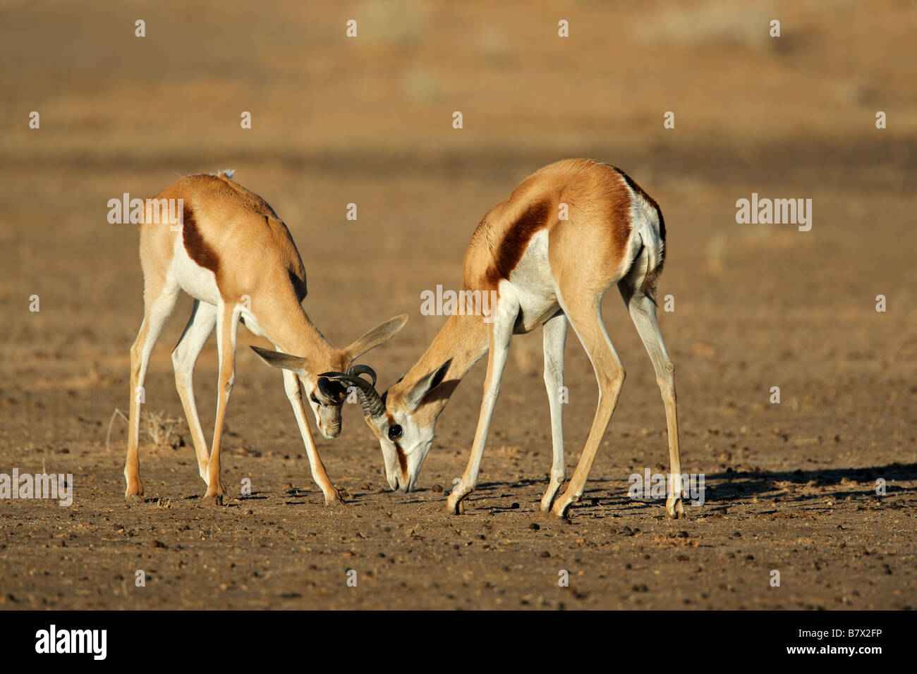 Zwei männliche Springbock Antilopen (Antidorcas Marsupialis) Kampf um Territorium, Kgalagadi Transfrontier Park, Südafrika Stockfoto