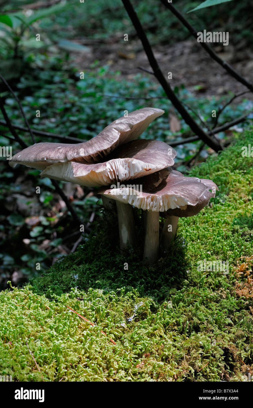 drei Agaricus Pilz Cluster wachsende Gorw Moos Abdeckung bedeckt Log gefallenen Baumstamm essbare Pilze Stockfoto