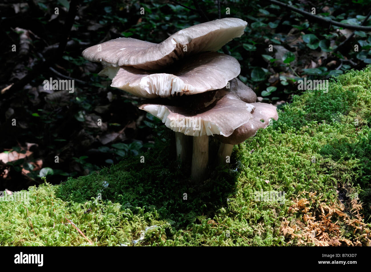 drei Agaricus Pilz Cluster wachsende Gorw Moos Abdeckung bedeckt Log gefallenen Baumstamm essbare Pilze Stockfoto