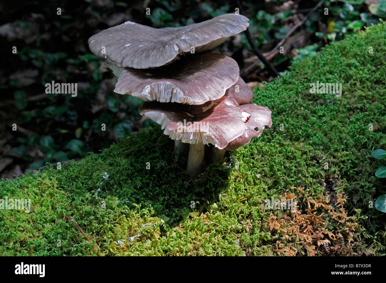 drei Agaricus Pilz Cluster wachsende Gorw Moos Abdeckung bedeckt Log gefallenen Baumstamm essbare Pilze Stockfoto