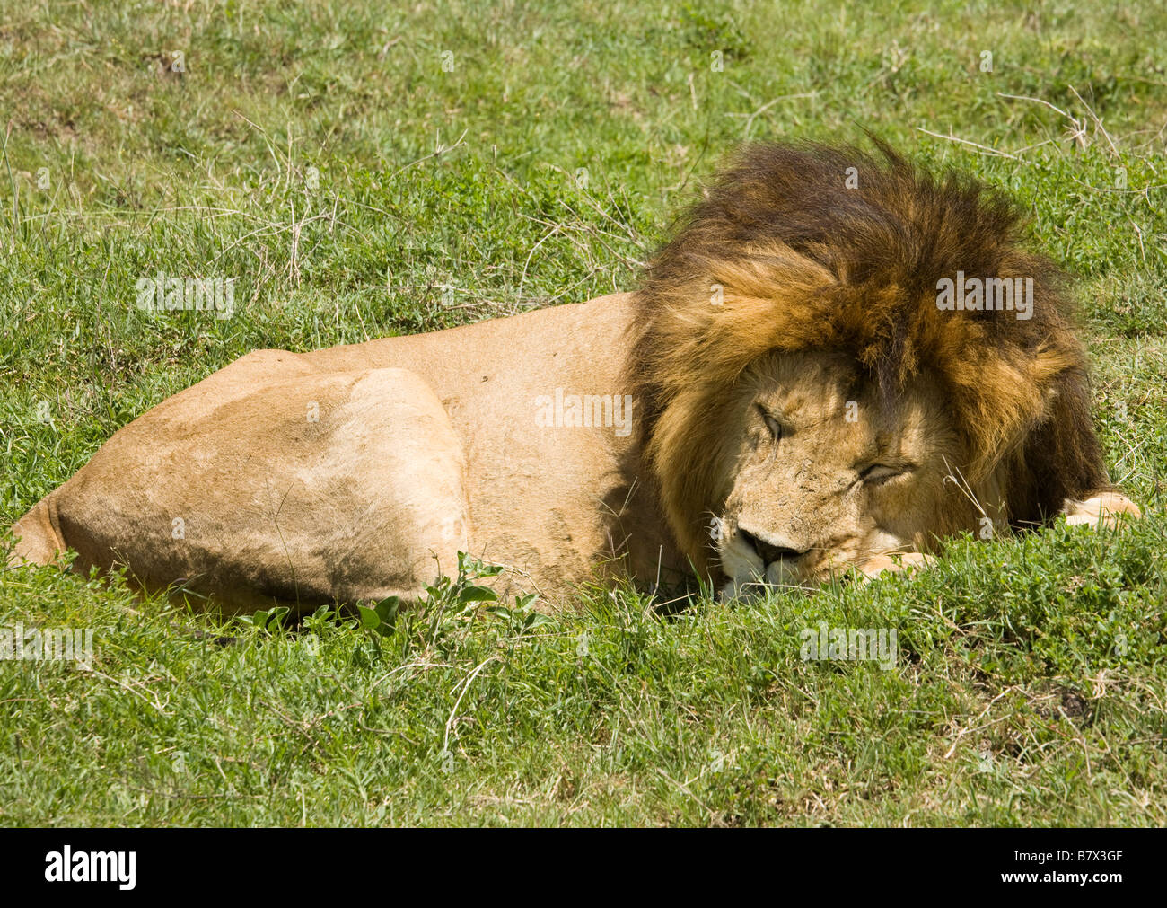 Löwen schlafen auf den Ebenen der Masai Mara in Kenia Stockfoto