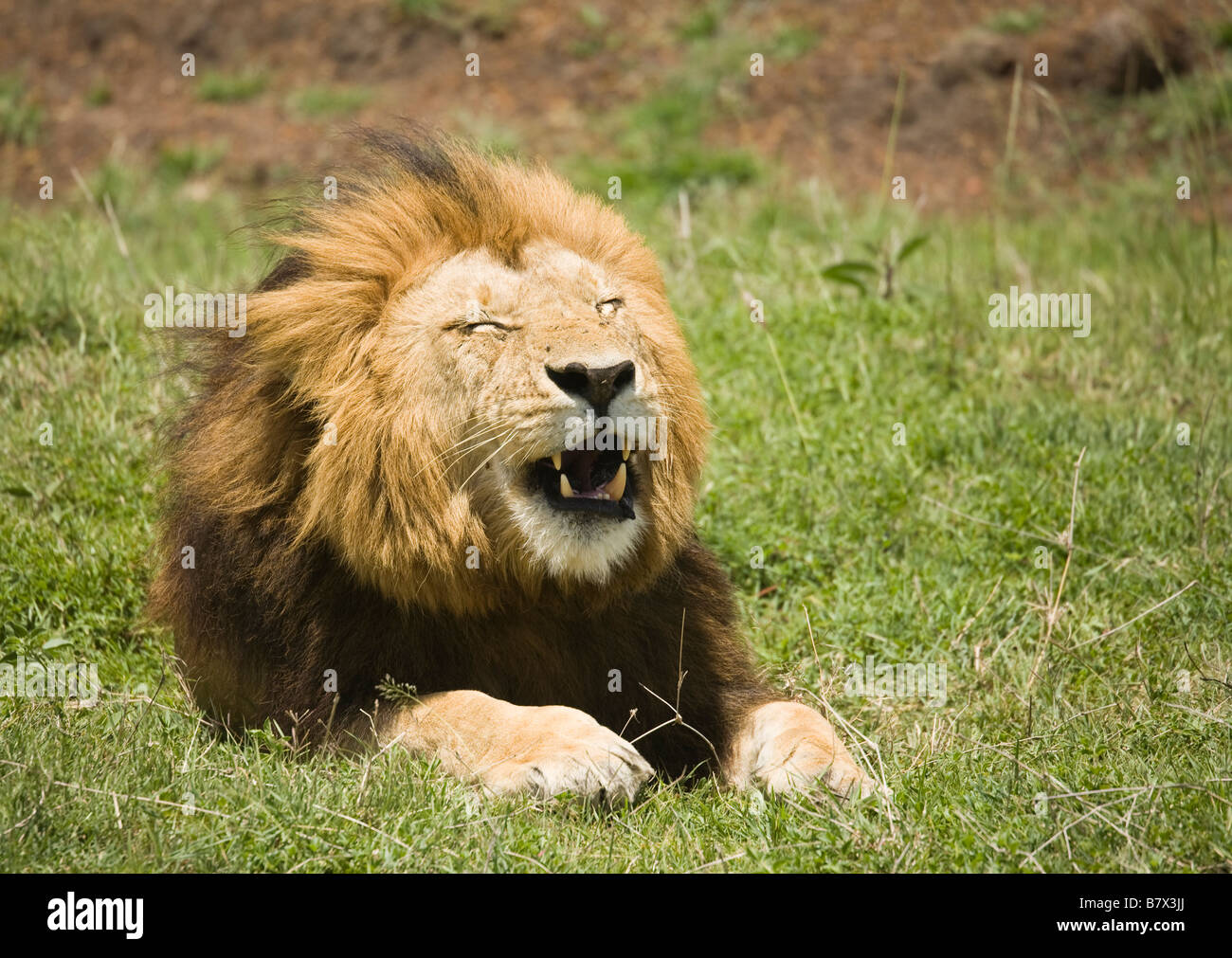 Löwe mit einem ungewöhnlichen Ausdruck in der Masai Mara in Kenia Stockfoto