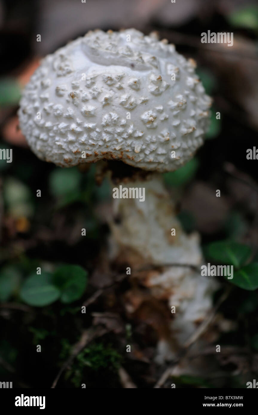 Amanita sp Var giftige vergiften giftig weißen Pilz Pilz Nahaufnahme Detail ungenießbar Gefahr gefährlich Stockfoto
