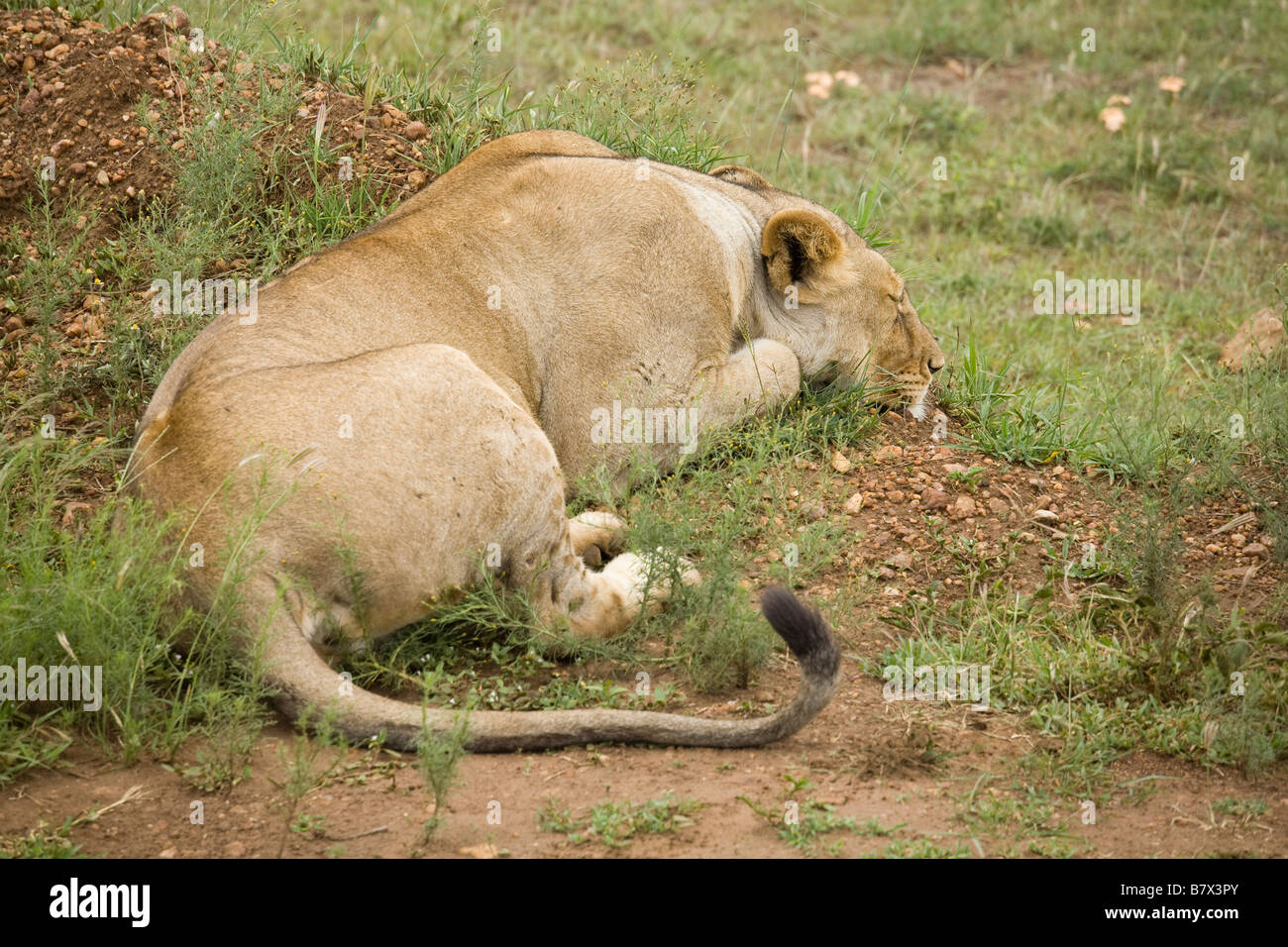 Löwin, schlafen in der Masai Mara in Kenia Stockfoto