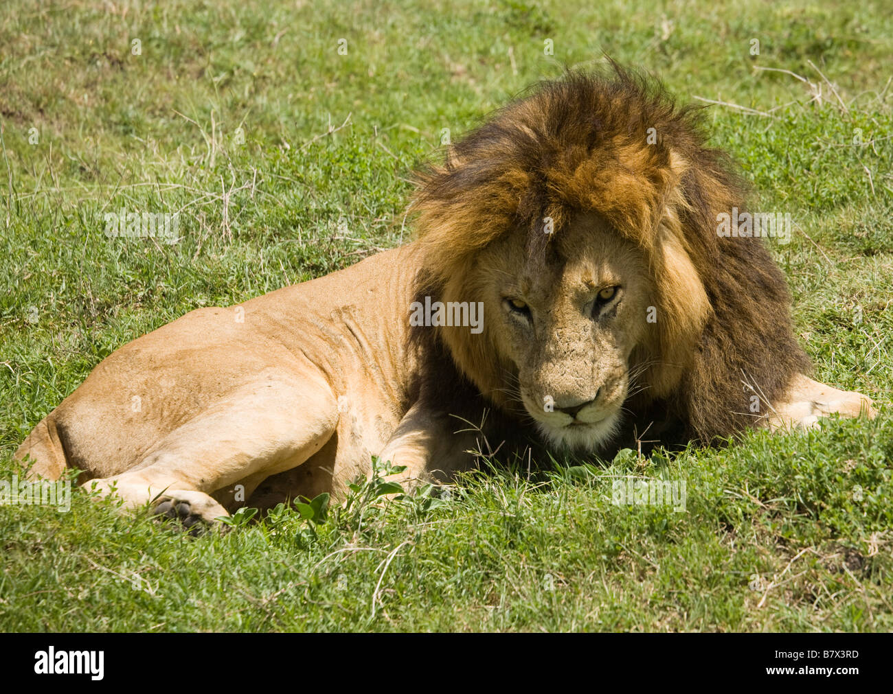 Lion Erwachen nach einer dösen auf den Ebenen der Masai Mara in Kenia Stockfoto