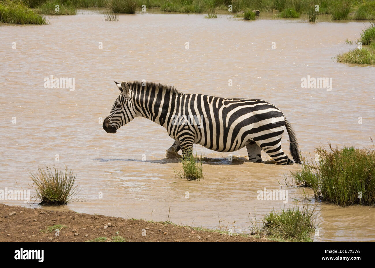 Zebra zu Fuß aus einem Fluss in der Masai Mara Stockfoto