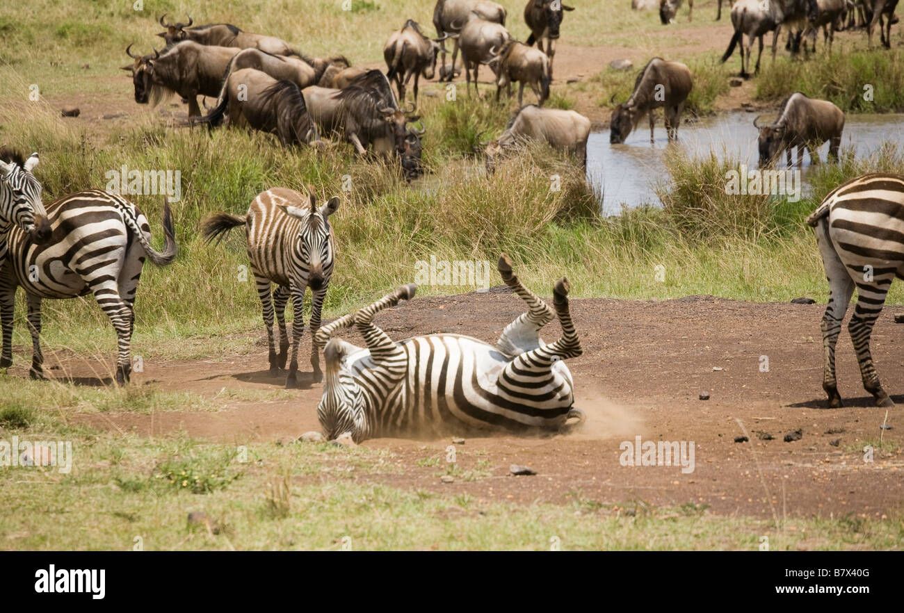 Zebra Rollen am Boden und anderen Zebras und Gnus in den Ebenen der Masai Mara in Kenia Stockfoto