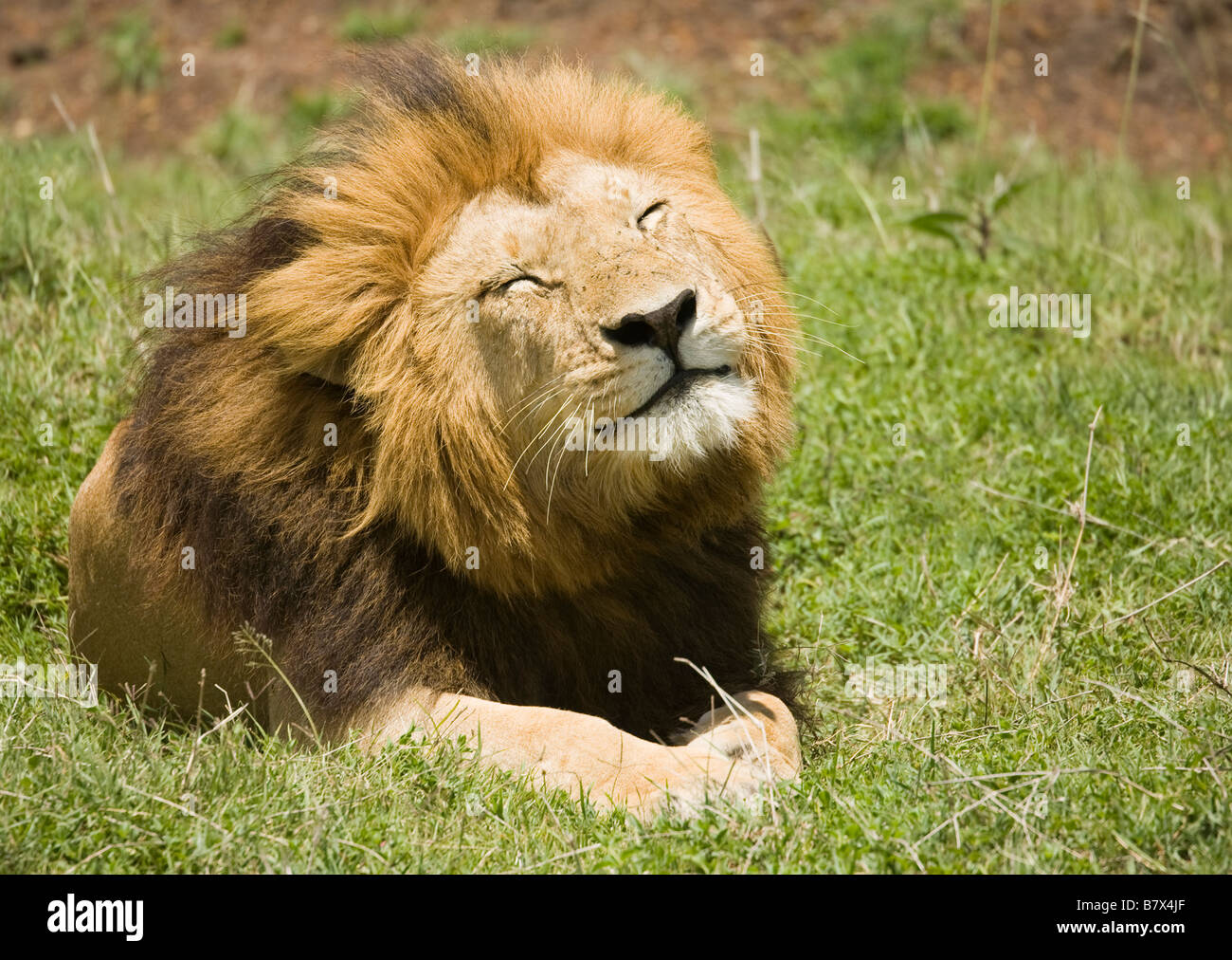 Löwe mit einem seltsamen Ausdruck in der Masai Mara in Kenia Stockfoto