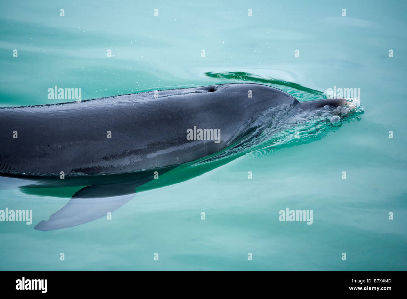 Nahaufnahme von Flasche Nase Delphin Stockfoto